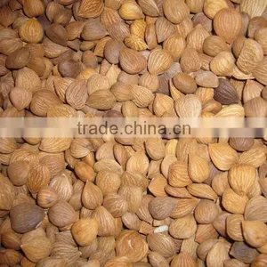 Chinese Bitter Bulk Apricot Kernels With Good Quality thumbnail-2