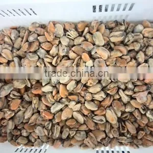 Frozen Blue Mussel Meat thumbnail-2