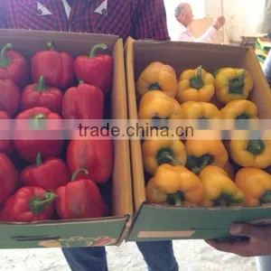 Capsicum thumbnail-1