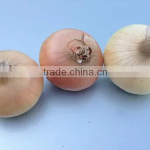 YELLOW ONION thumbnail-1