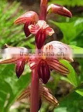Coral Root thumbnail-1