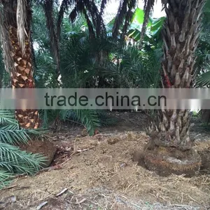 Large Date Palm Tree thumbnail-4