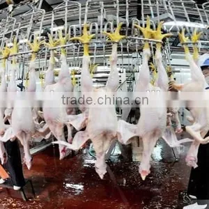 Poultry Slaughterhouse Equipment /abattoir Equipment in China thumbnail-3