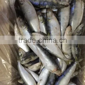Sardine thumbnail-4