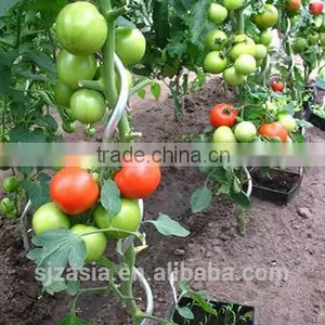 7mm*1.8m Galvanized Tomato Spiral thumbnail-3