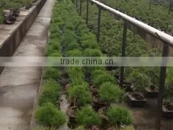 High Quality and a Heart Feels Relaxed Bonsai Tree Sale Tree at Custom Tailoring thumbnail-6