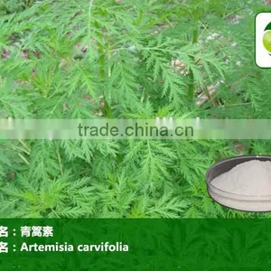 GMP Factory Artemisia Annua Sweet Wormwood Herb Artemisia Carvifolia 98% 99% White Crystalline Powder Cure Malaria thumbnail-2