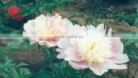 Herbaceous Peony Plant Root Chun Hong Jiao Yan thumbnail-1