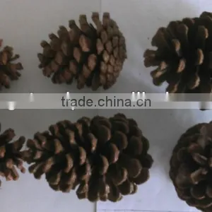Christmas Tree Decoration Natural Glitter Pinecones thumbnail-1