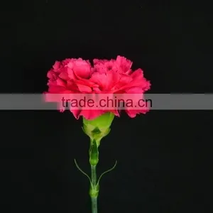 Love Theme Bett Exquisite Supply Carnation Flower thumbnail-4
