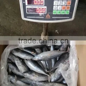 FAO 61 China Frozen Bonito Tuna Fish and Auxis Thazard thumbnail-4