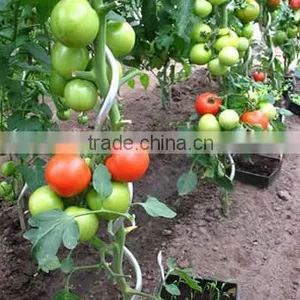 High Quality Spiral Plant Stake thumbnail-4