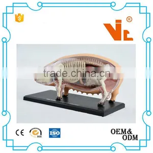 V-AM057 4D MASTER Pig Specimens Anatomical Model thumbnail-4