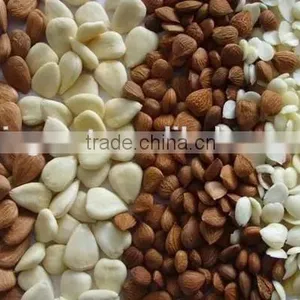 Best Sale for Apricot Kernel With Different Type thumbnail-6