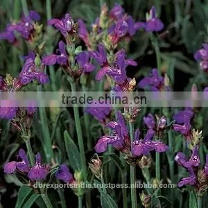 Sage Oil (Salvia Officianalis) thumbnail-1