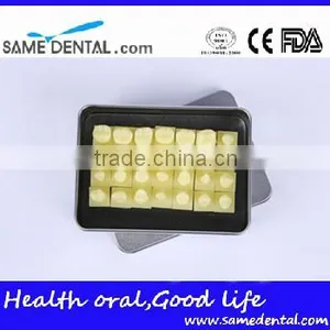 Dental Models 1.2 Times the Tooth Model School Education Teaching thumbnail-1