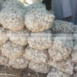 Supplier Garlic White Garlic thumbnail-3