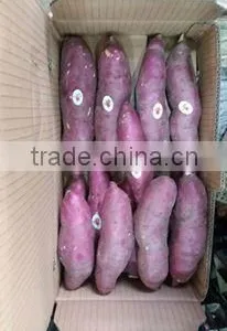 Vietnam Sweet Potato With Best Price and Good Quality thumbnail-3