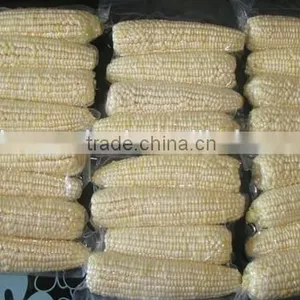 IQF Frozen Yellow Corn Cob in Vacuum Package thumbnail-4