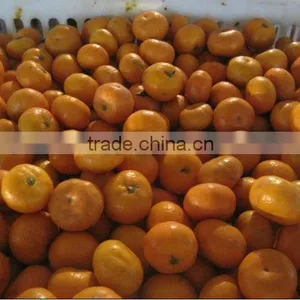 2012 Shatang Orange to Quality & Cheapest Price thumbnail-1