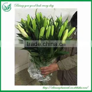 Lily Flowers Fresh Cut Flower thumbnail-2