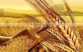 2014 India's Best Product of Wheatgerm Oil thumbnail-1