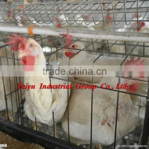 Layer Poultry Cages for Nigeria/africa thumbnail-1