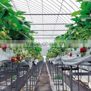 Large pe Film Greenhosue Hot-dip Galvanized Steel Apple Greenhouse thumbnail-4