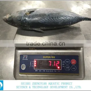 Seafood Frozen Skipjack Tuna thumbnail-2