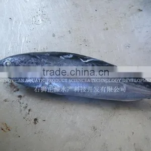 Frozen Fish Shipping All Arund The World thumbnail-1
