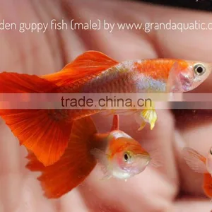 Golden Guppy for Freshwater Aquarium Fish Export Company From Thailand thumbnail-2