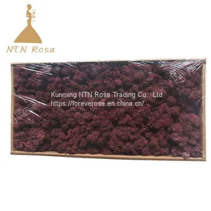 China Most Popuplar Everlasting Moss: The Key to Plant Walls thumbnail-2