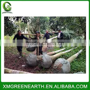 Wodyetia Bifurcata - Foxtail Palm (7) thumbnail-1