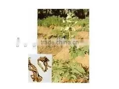 Healthcare Products Lovage Oil 20%/30%/50% thumbnail-1