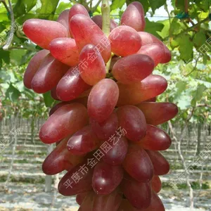 Portuguese Dream Grape Seedlings Grape Vines thumbnail-1