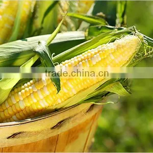 FROZEN BOILED CORN GOOD QUALITY FROM VIETNAM thumbnail-2