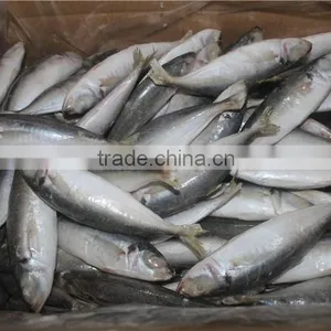 Horse Mackerel Price thumbnail-4