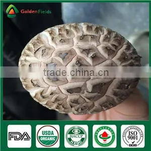 Fresh Dried Donko Shiitake Mushroom Cultivated Souce Mushroom Sawdust Spawn Log thumbnail-2