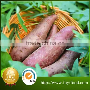 Sweet Potato Wholesale Purple Sweet Potato For Export thumbnail-3