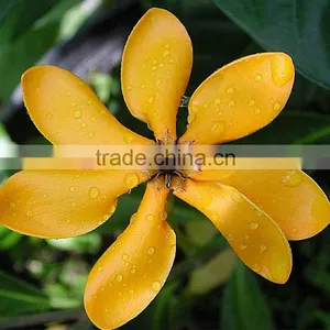 Ylang Ylang Essential Oil From India | Guaranteed 100% Pure Ylang-Ylang Oil thumbnail-1