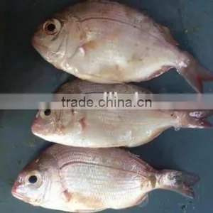 Fresh Frozen Red Snapper Fish Whole Round thumbnail-2