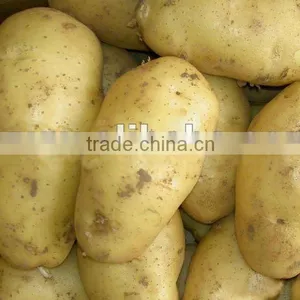India Potato New Crop thumbnail-1