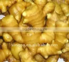 Harvest Ginger In China thumbnail-1