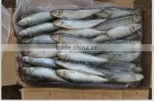 Frozen Sardine Hotsale Frozen Whole Sardine thumbnail-1