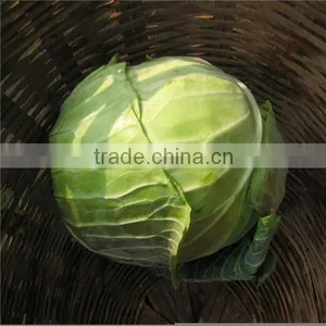 Beijing Cabbage/round Cabbage/flat Cabbage From Factory thumbnail-2