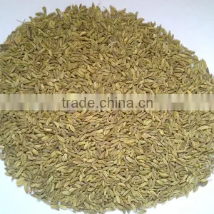 Indian Fennel Seeds thumbnail-1