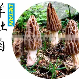 Dried Morchella Esculenta Made in China thumbnail-2