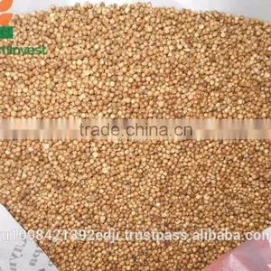 Coriander thumbnail-6