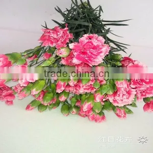 Low Price All Types of Flowers Buy From Flower Planting Base thumbnail-1
