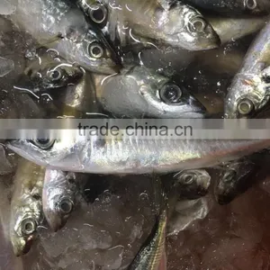 Chinese Frozen Seafood/Frozen Fish Factory thumbnail-1